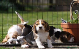 Beagle cani in vendita: Cuccioli di Beagle robusti e magnifici, KC Reg a Città metropolitana di Milano - Immagine 9