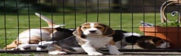 Beagle cani in vendita: Cuccioli di Beagle robusti e magnifici, KC Reg a Città metropolitana di Milano - Annuncio 9
