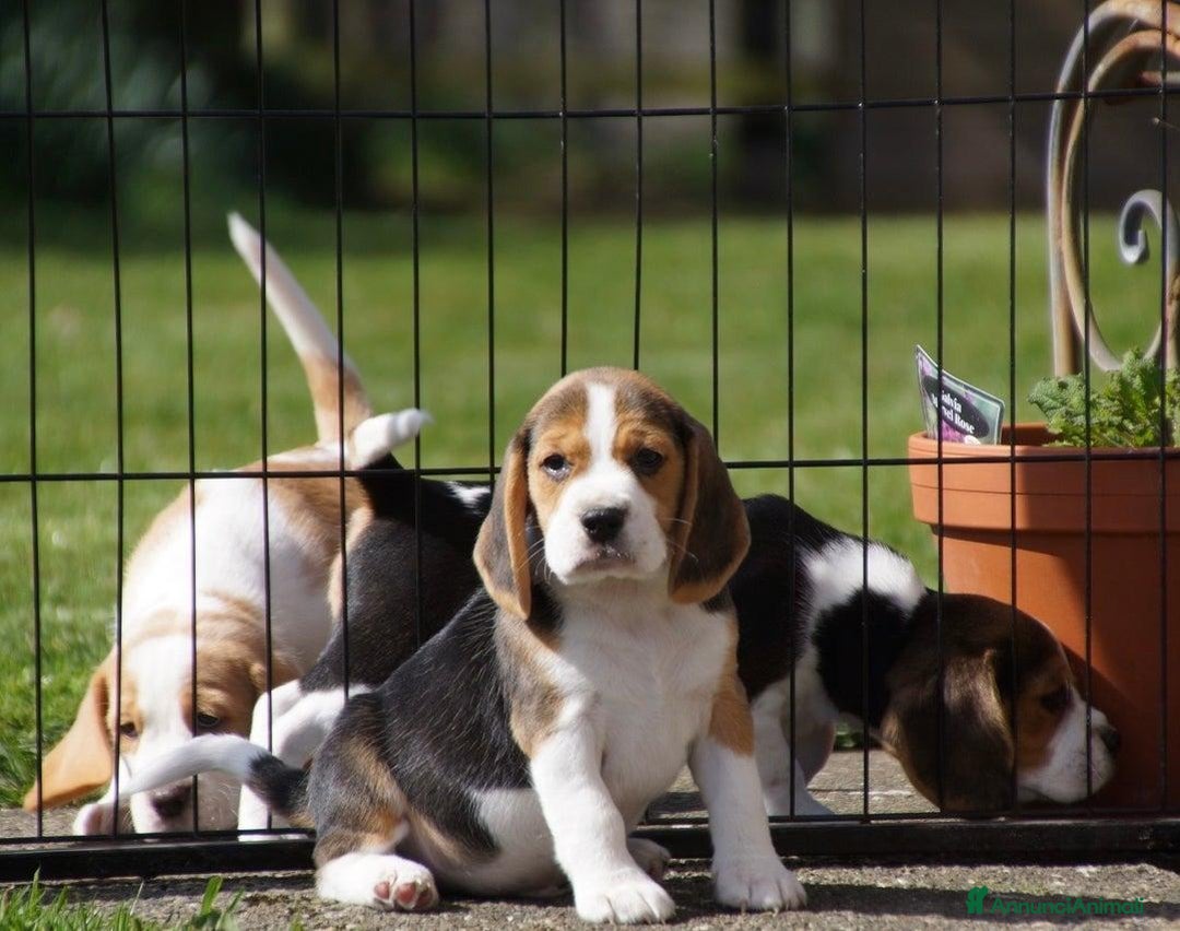 Beagle cani in vendita: Cuccioli di Beagle robusti e magnifici, KC Reg a Città metropolitana di Milano - Immagine 9