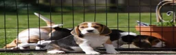 Beagle cani in vendita: Cuccioli di Beagle robusti e magnifici, KC Reg a Città metropolitana di Milano - Annuncio 9