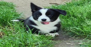 Corgi Cardigan cani - Annuncio 4