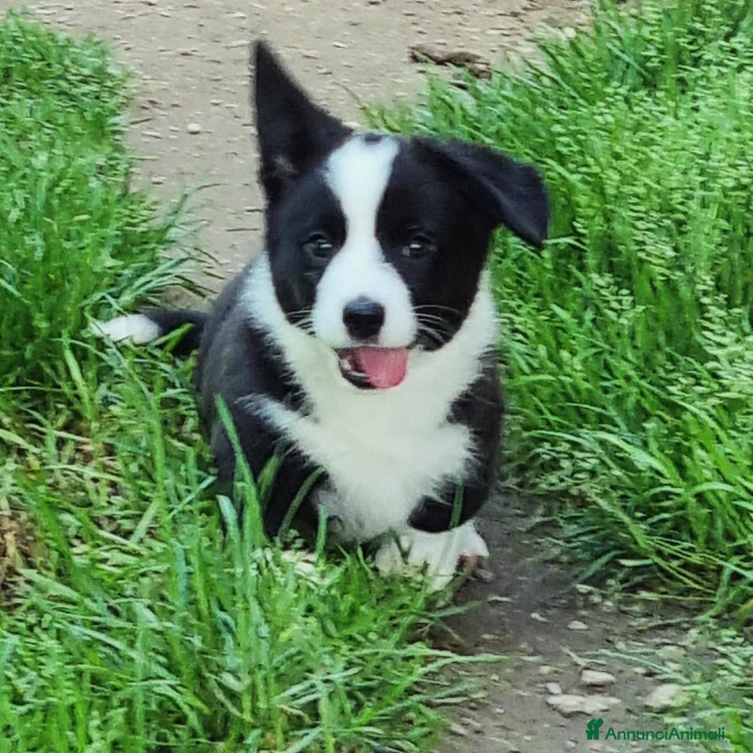 Corgi Cardigan cani in vendita: WELSH CORGI CARDIGAN - Annuncio 3