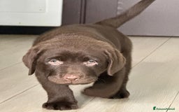 Labrador cani in vendita: Meraviglioso cucciolo di labrador chocolate puro a Città metropolitana di Palermo - Immagine 17