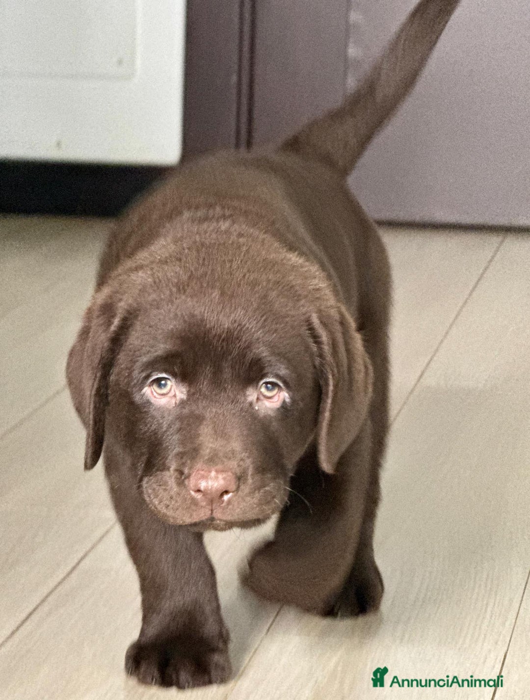 Labrador cani in vendita: Meraviglioso cucciolo di labrador chocolate puro a Città metropolitana di Palermo - Immagine 17