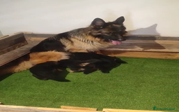 Pastore Tedesco cani in vendita: Cuccioli pastore tedesco - Immagine 8