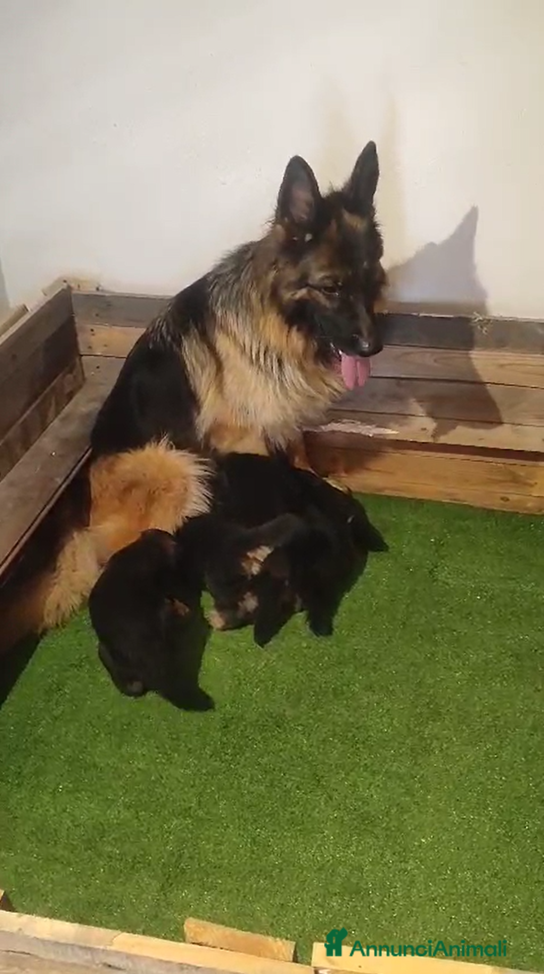 Pastore Tedesco cani in vendita: Cuccioli pastore tedesco - Immagine 8