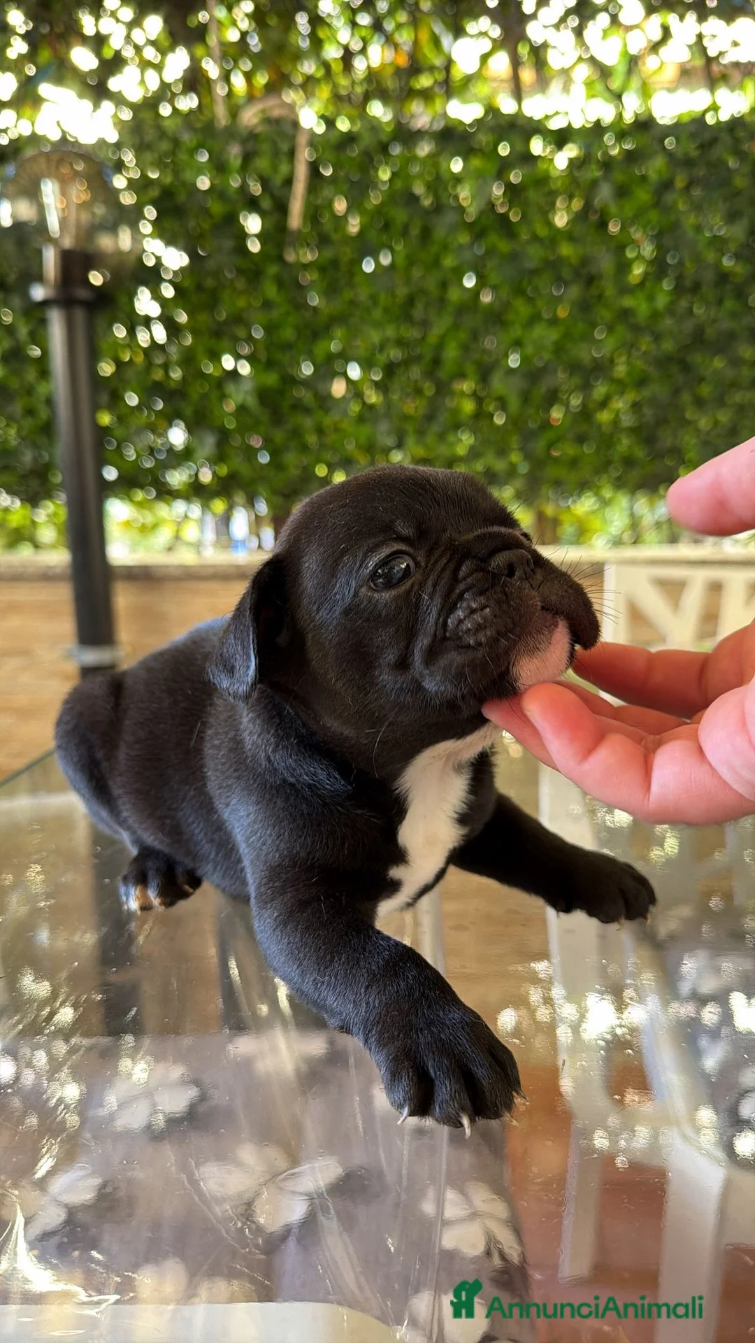 Bulldog Francese cani in vendita: Bulldog Francese a Provincia di Treviso - Annuncio 2