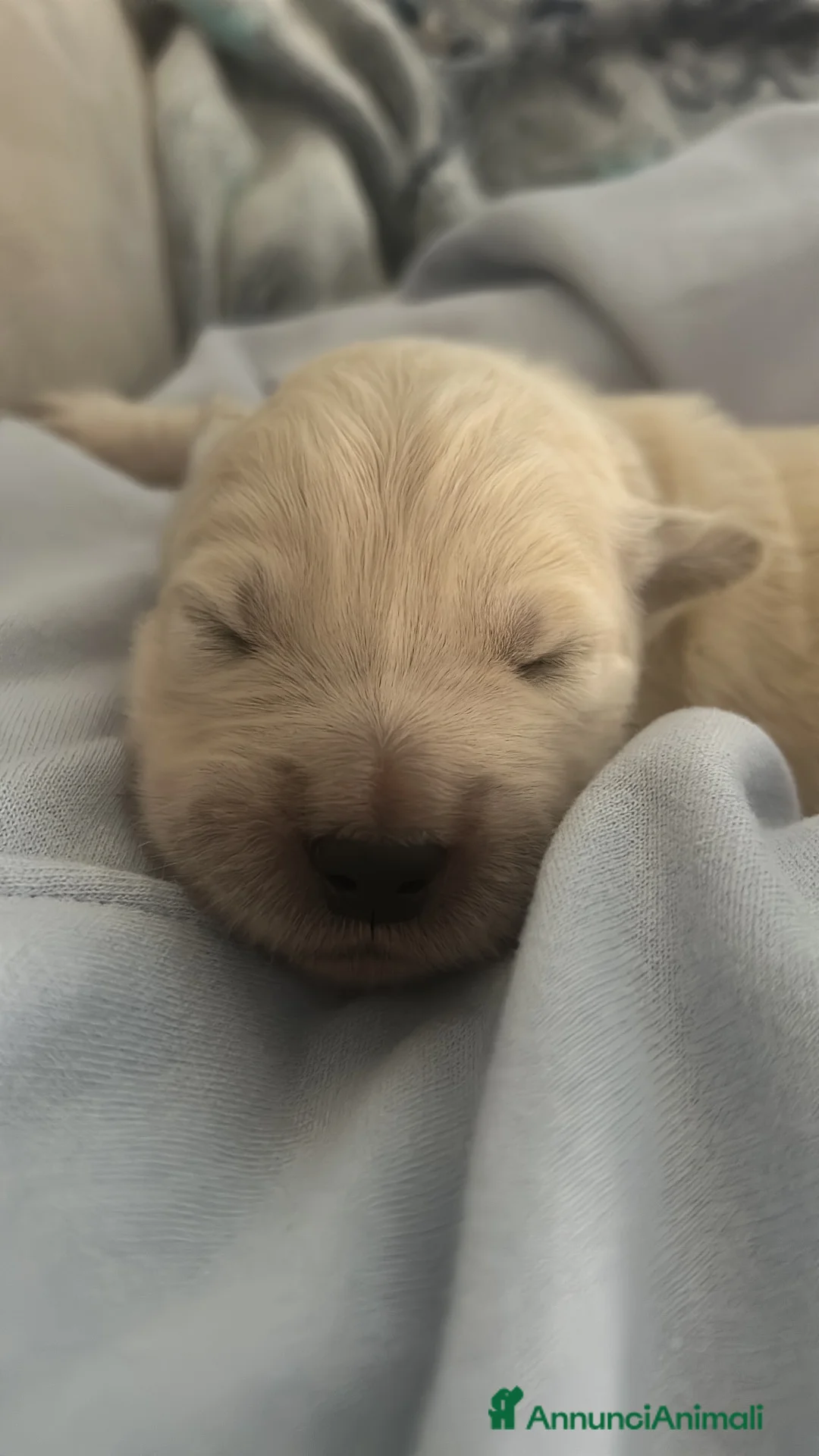 Golden Retriever cani in vendita: Cuccioli Golden Retriver  a Città metropolitana di Roma Capitale - Annuncio 1