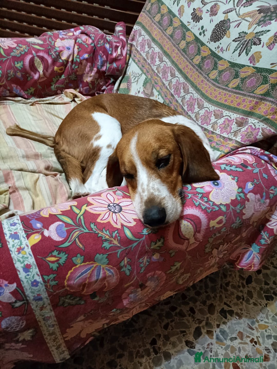 Meticcio cani in regalo: CUCCIOLI ABBANDONATI! EMERGENZA  - Annuncio 10