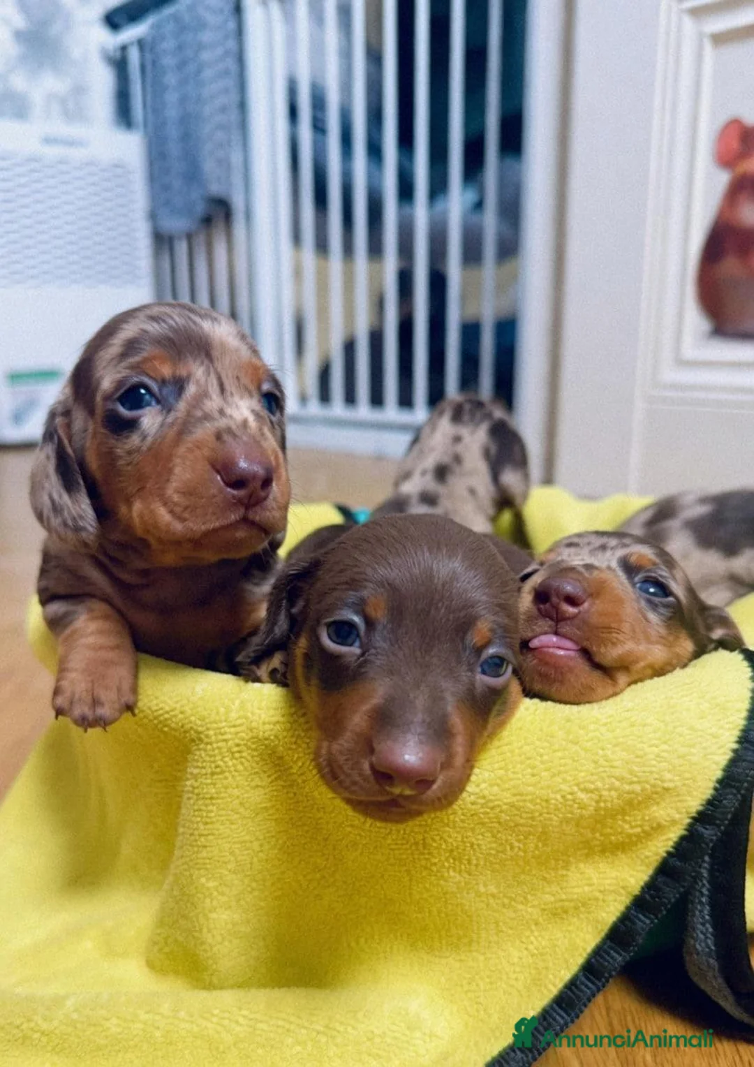 Bassotto cani in vendita: Bassotto Cuccioli a Provincia di Reggio Emilia - Annuncio 2