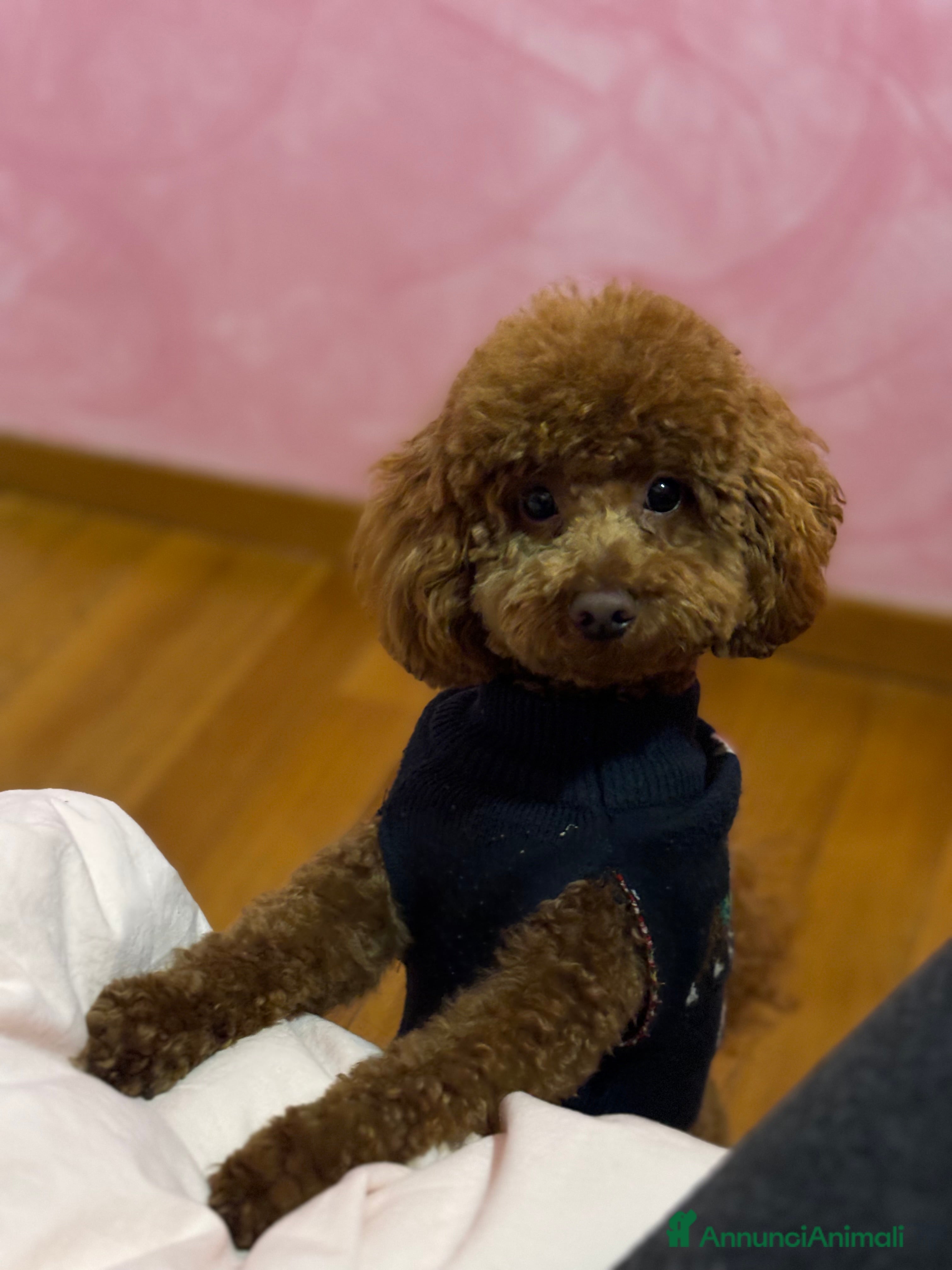 Barboncino Toy cani Barboncino toy red disponibile per accoppiamento  a Provincia di Rimini - Annuncio 30