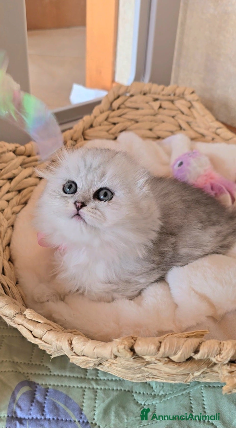 Scottish gatti Scottish Fold e straight silver - Annuncio 7