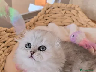 Scottish gatti Scottish Fold e straight silver - Annuncio 7
