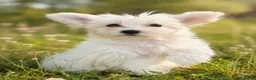 Maltese cani in vendita: Maltesini toy Genitori Visibili  - Annuncio 4