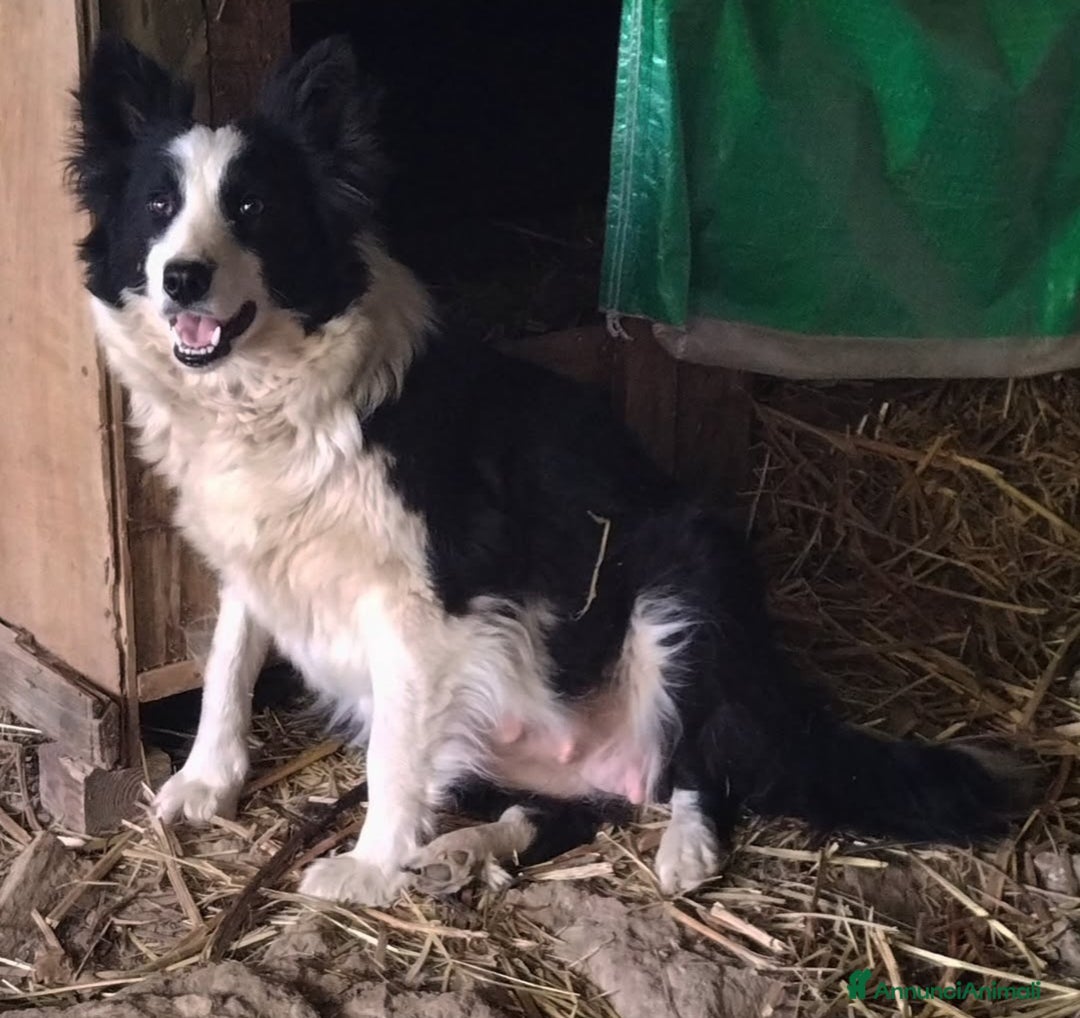 Border Collie cani in vendita: Border Collie  - Annuncio 6