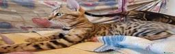 Bengala gatti in vendita: Cucciole Bengala brown a Città Metropolitana di Torino - Annuncio 4