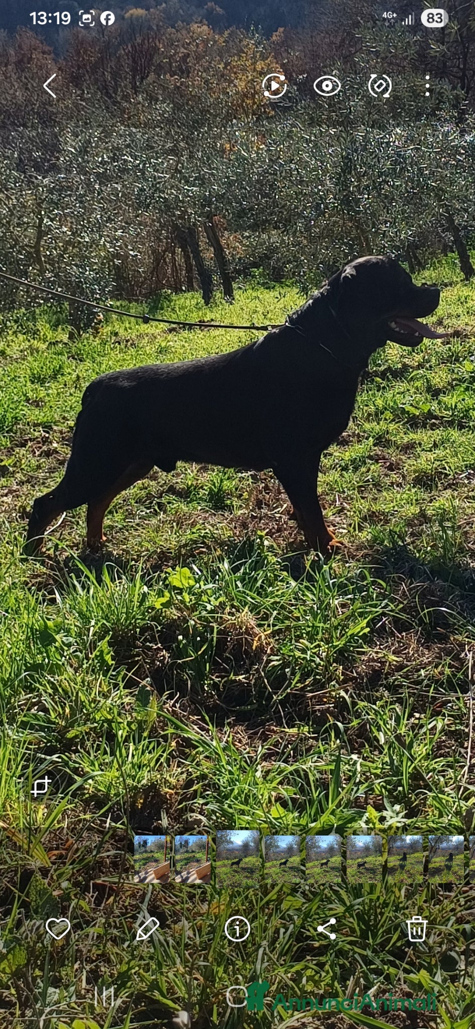 Rottweiler cani in vendita: Disponibili cuccioli Rottweiler  - Annuncio 40