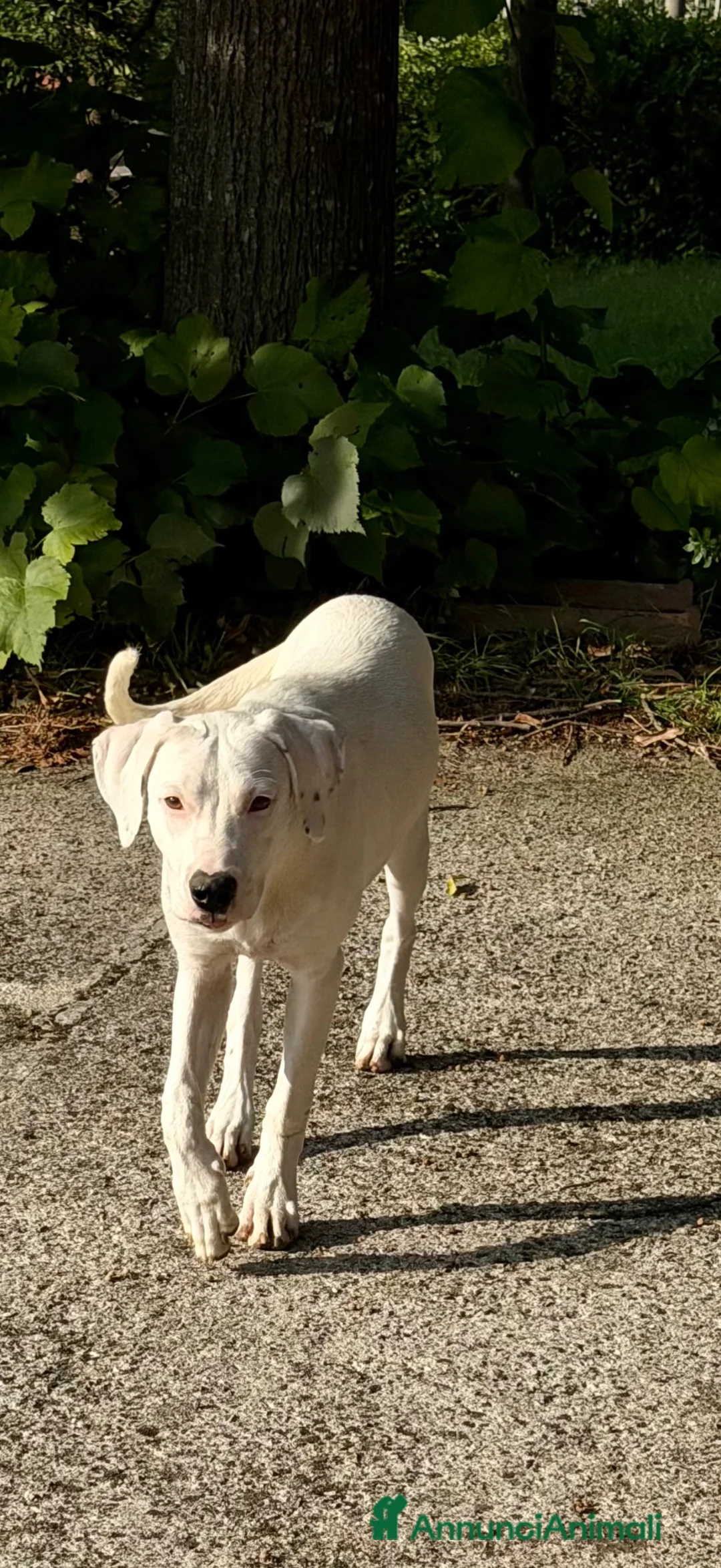 Meticcio cani in regalo: Alice - Annuncio 2