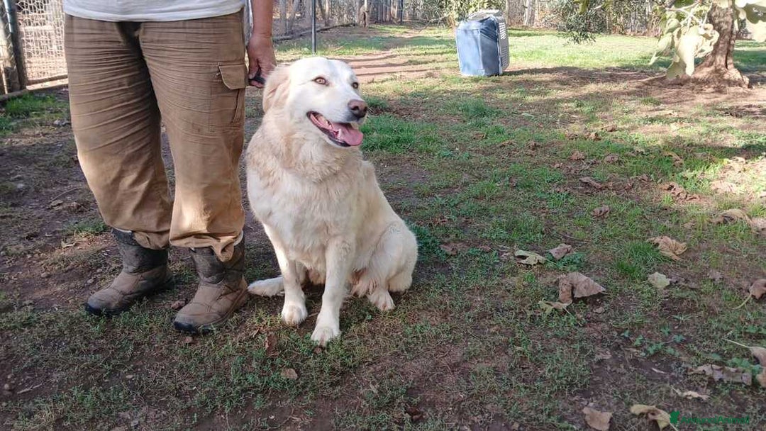 Meticcio cani in regalo: EVA INC GOLDEN HA BISOGNO DI UNA CASA - Annuncio 4