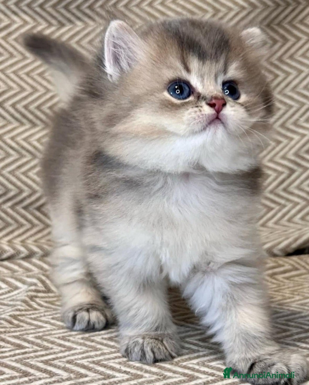 British gatti Bellissimi cuccioli di british shorthair golden - Annuncio 2