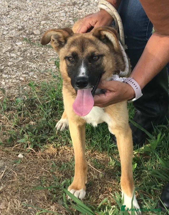 Meticcio cani VULCANO mini pastorello non può crescere in canile a Provincia di Latina - Annuncio 23
