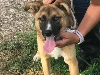 Meticcio cani VULCANO mini pastorello non può crescere in canile a Provincia di Latina - Annuncio 30