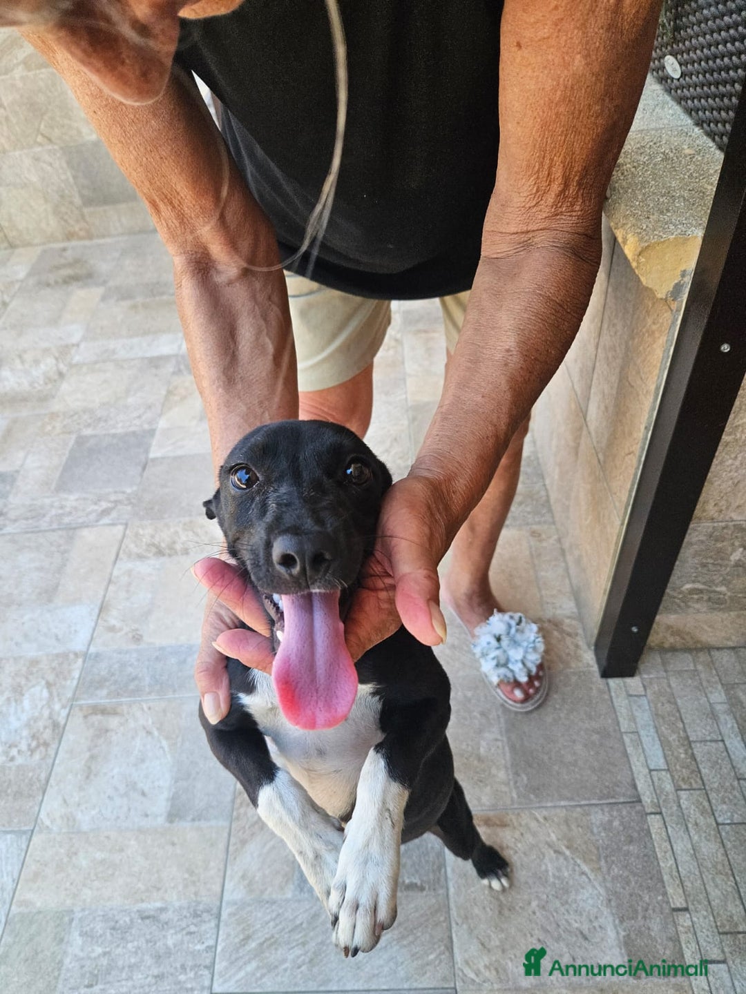 Meticcio cani in regalo: Beatrice: cucciolotta taglia contenuta socievole  a Città Metropolitana di Genova - Immagine 7