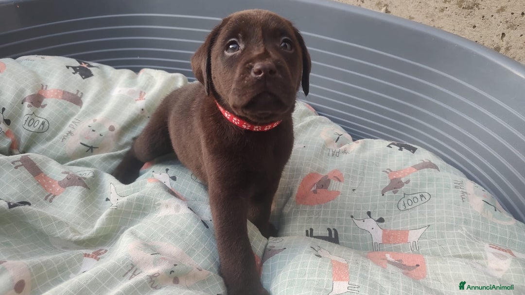 Labrador cani in vendita: Cuccioli Labrador Retriever - Annuncio 5