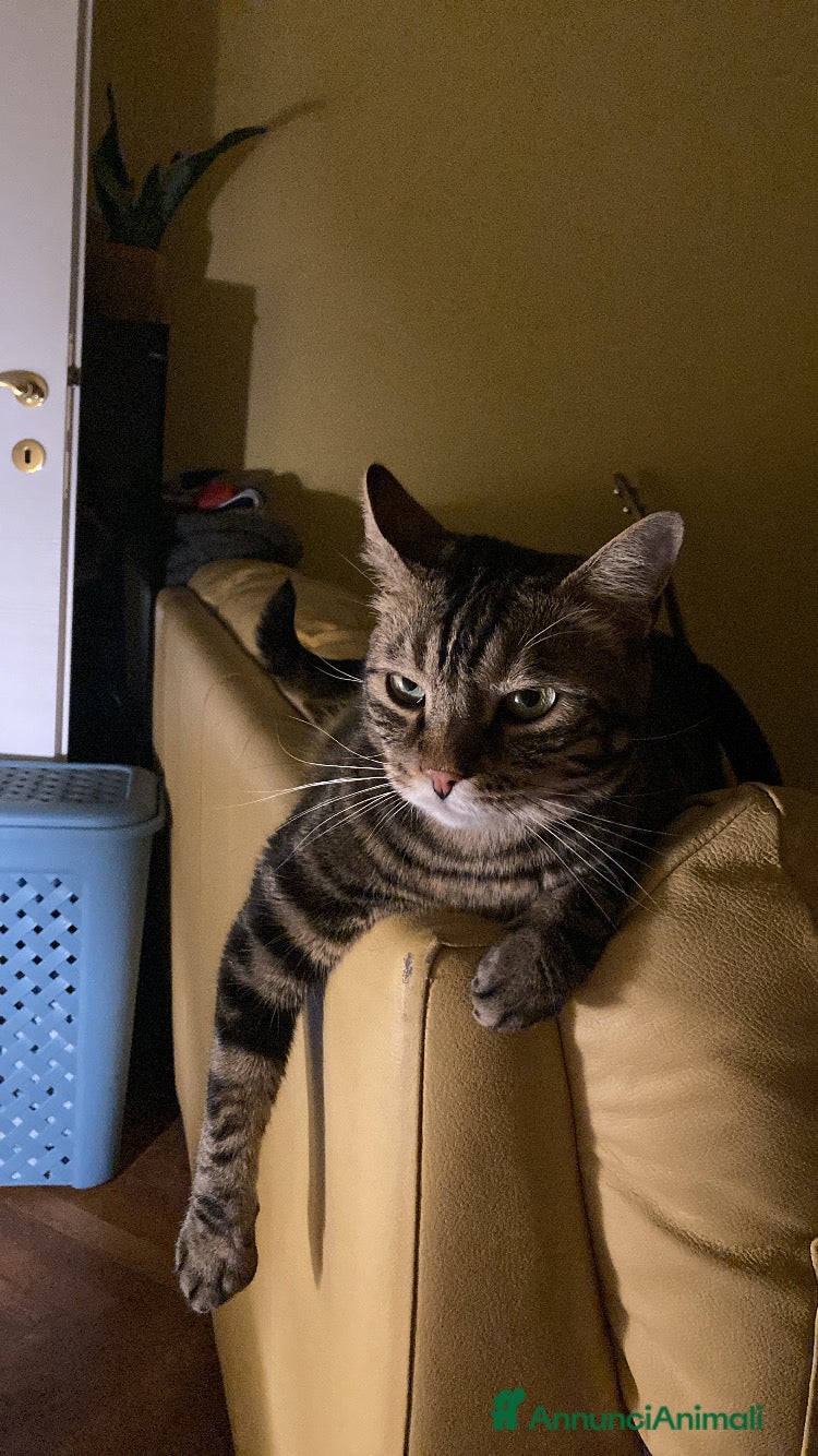 Europeo gatti Gatto maschio adulto (sterilizzato) - Annuncio 2