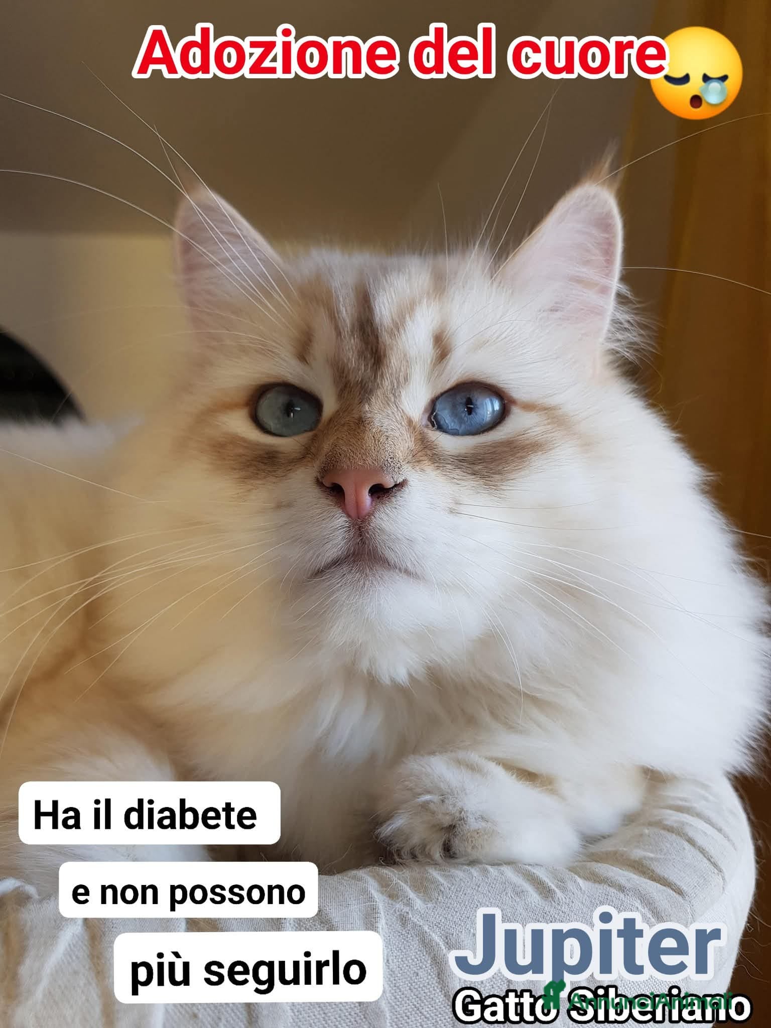 Altre razze gatti ADOZIONE DEL CUORE per JUPITER - Annuncio 11