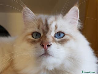 Altre razze gatti ADOZIONE DEL CUORE per JUPITER - Annuncio 10