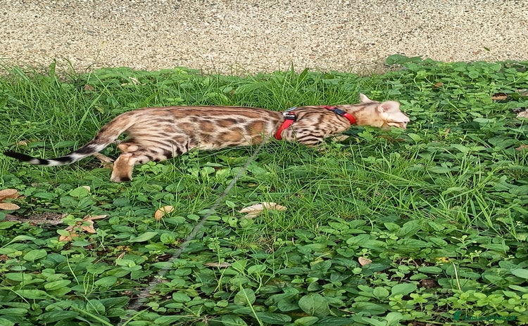 Bengala gatti - Annuncio 5