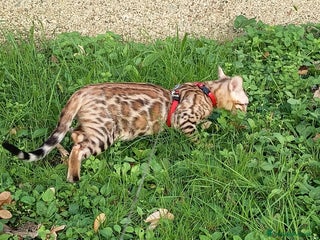 Bengala gatti Feminuccia Bengala colorazione dorata 😻 - Annuncio 26