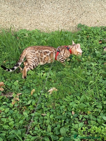Bengala gatti - Annuncio 5