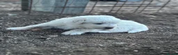 Pastore Abbruzzese Maremmano cani in vendita: Cuccioli maschi di pastore abruzzese - Annuncio 12