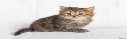 Siberiano gatti in vendita: Cuccioli gatto siberiano disponibili - Annuncio 2