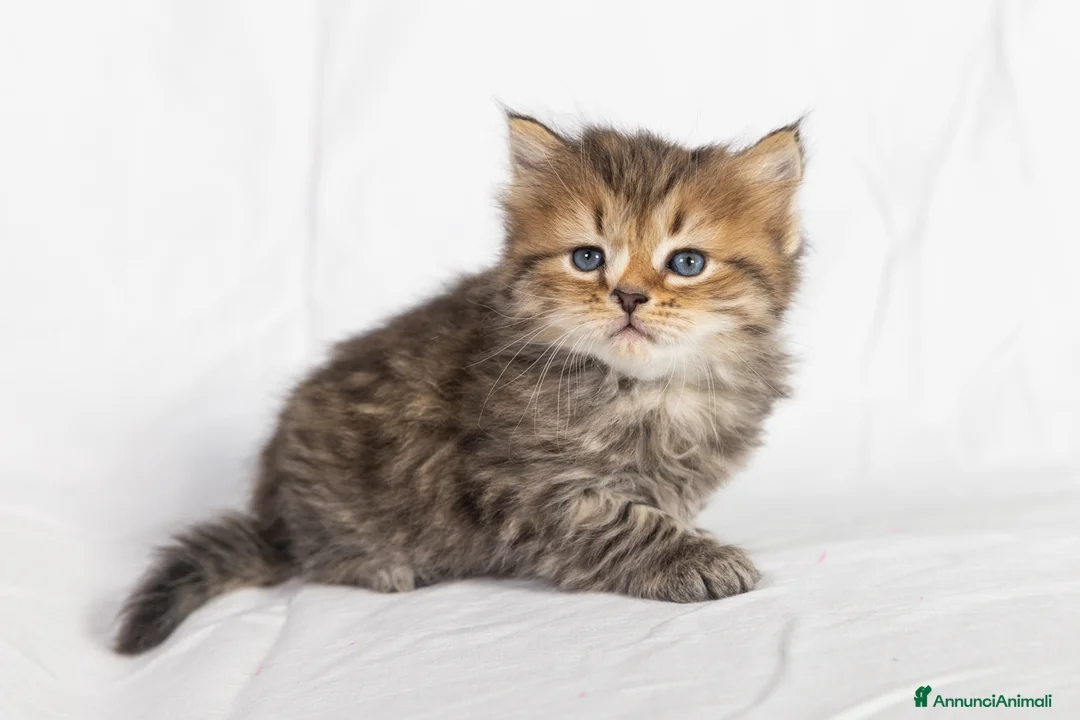 Siberiano gatti in vendita: Cuccioli gatto siberiano disponibili - Annuncio 2