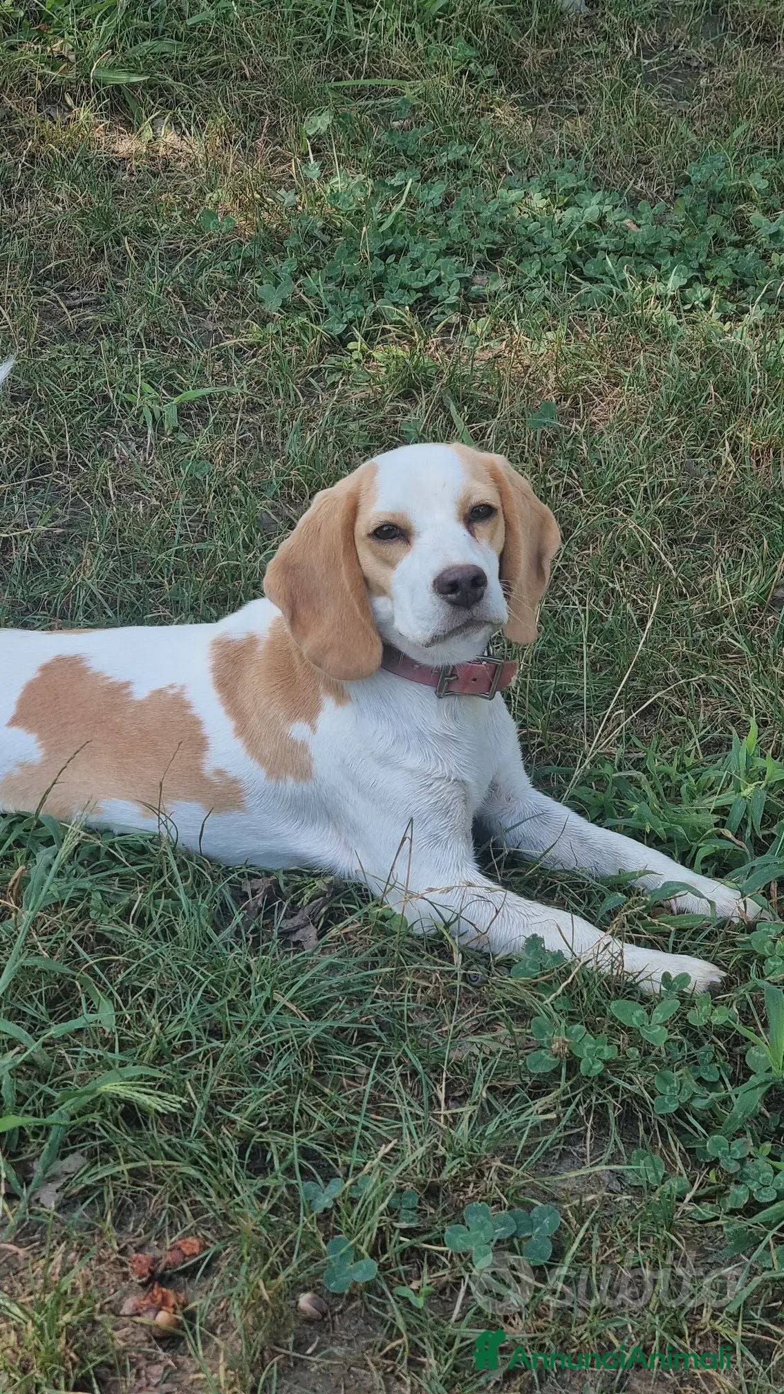 Beagle cani Cucciolona beagle  - Annuncio 2