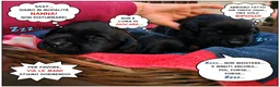 Labrador cani in vendita: Cuccioli neri di Labrador Retriever - Annuncio 9
