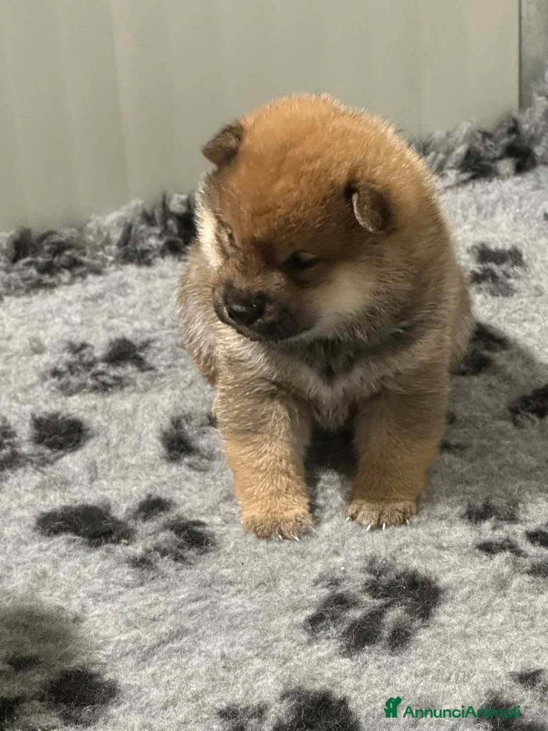 Shiba Inu cani in vendita: Shiba cucciola femmina con Pedigree, disponibile. - Annuncio 2