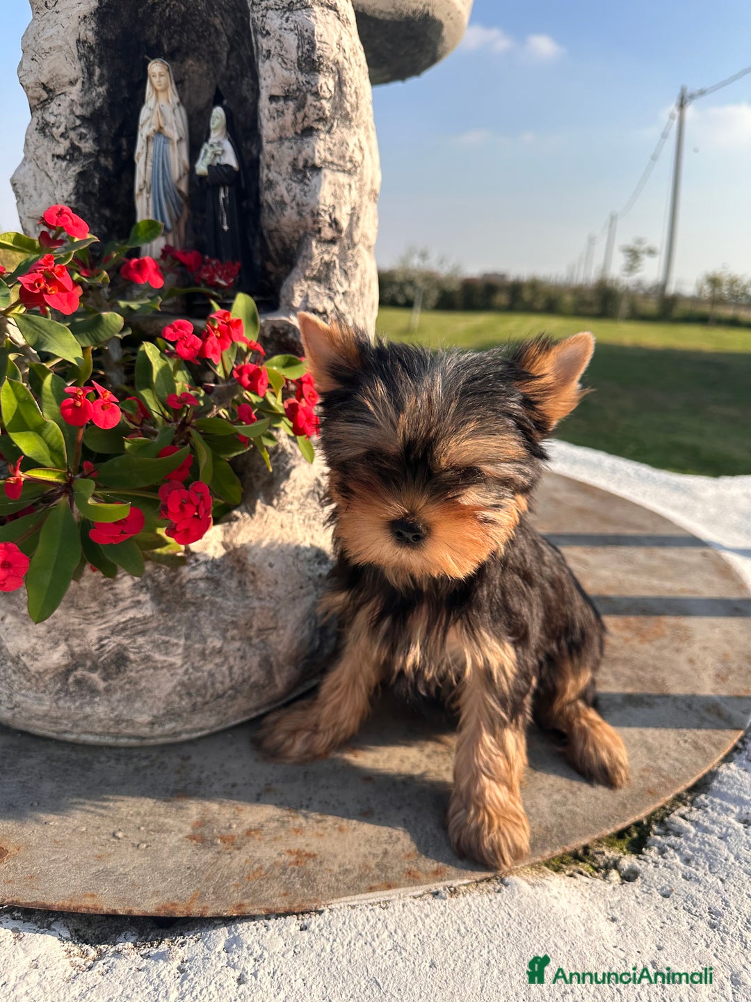 Yorkshire cani in vendita: Yorkshire terrier - Annuncio 2