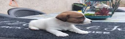Jack Russell cani in vendita: Cucciolo di jack Russell pedigree Roi  - Annuncio 4