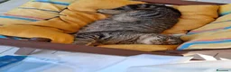 Europeo gatti in regalo: Gatto cerca casa - Annuncio 3