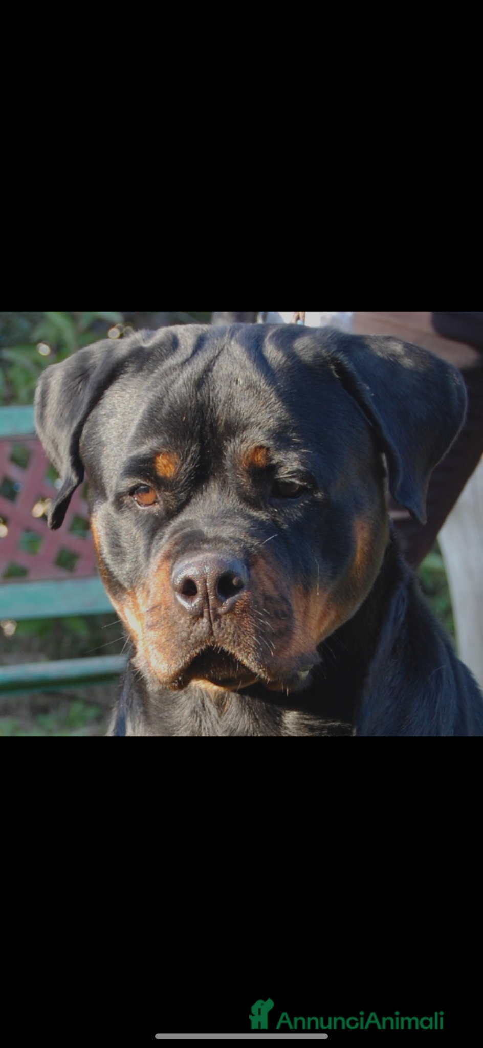 Rottweiler cani in vendita: Rottweiler - Annuncio 1