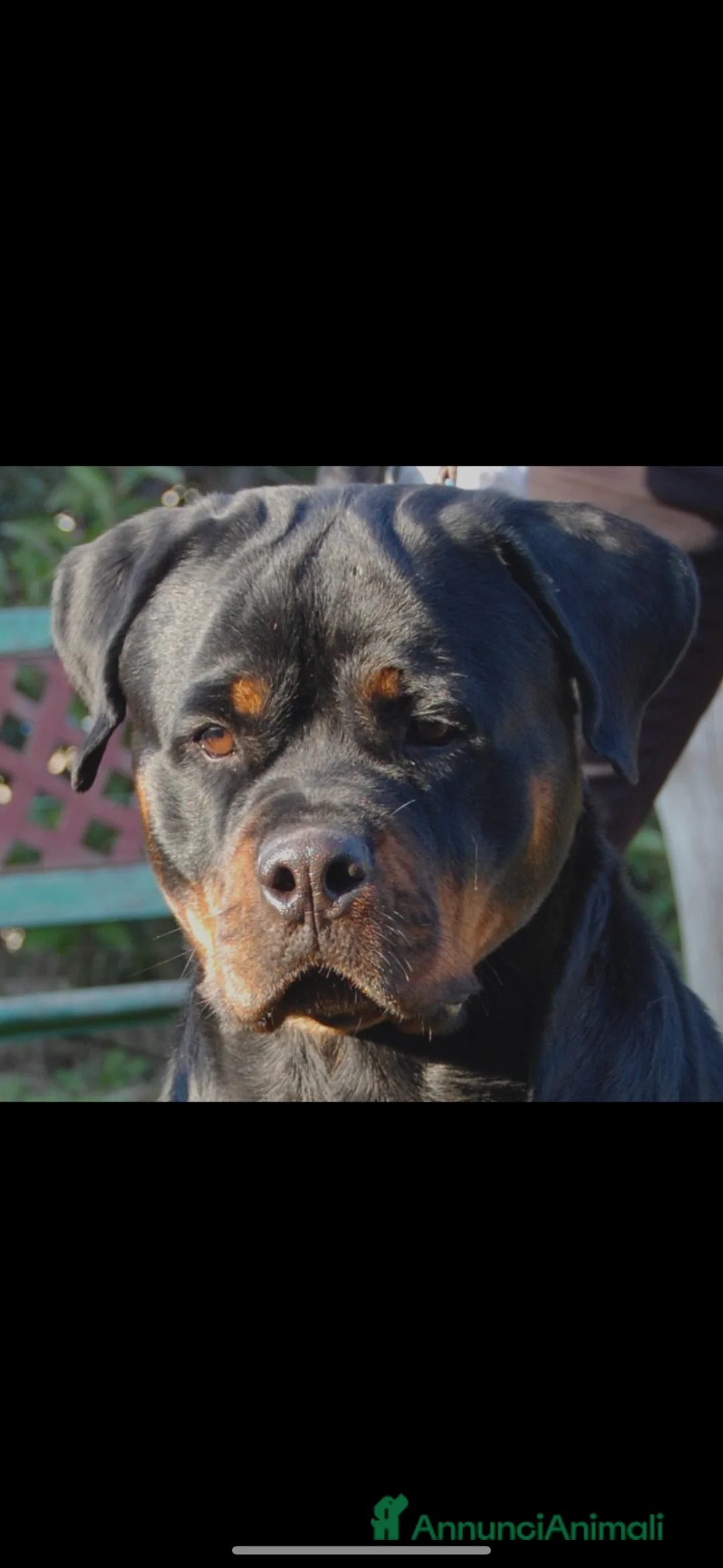 Rottweiler cani in vendita: Rottweiler - Annuncio 1