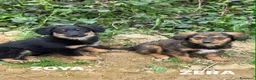 Meticcio cani in regalo: 4 SPLENDIDI CUCCIOLI cercano casa! Super coccoloni - Annuncio 3