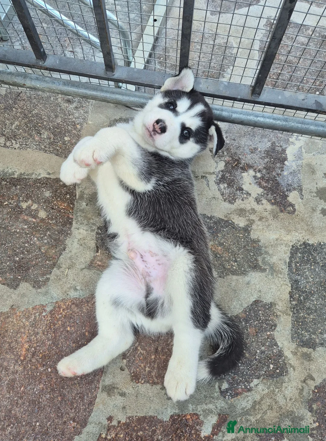 Husky cani in vendita: Cuccioli husky  - Annuncio 2