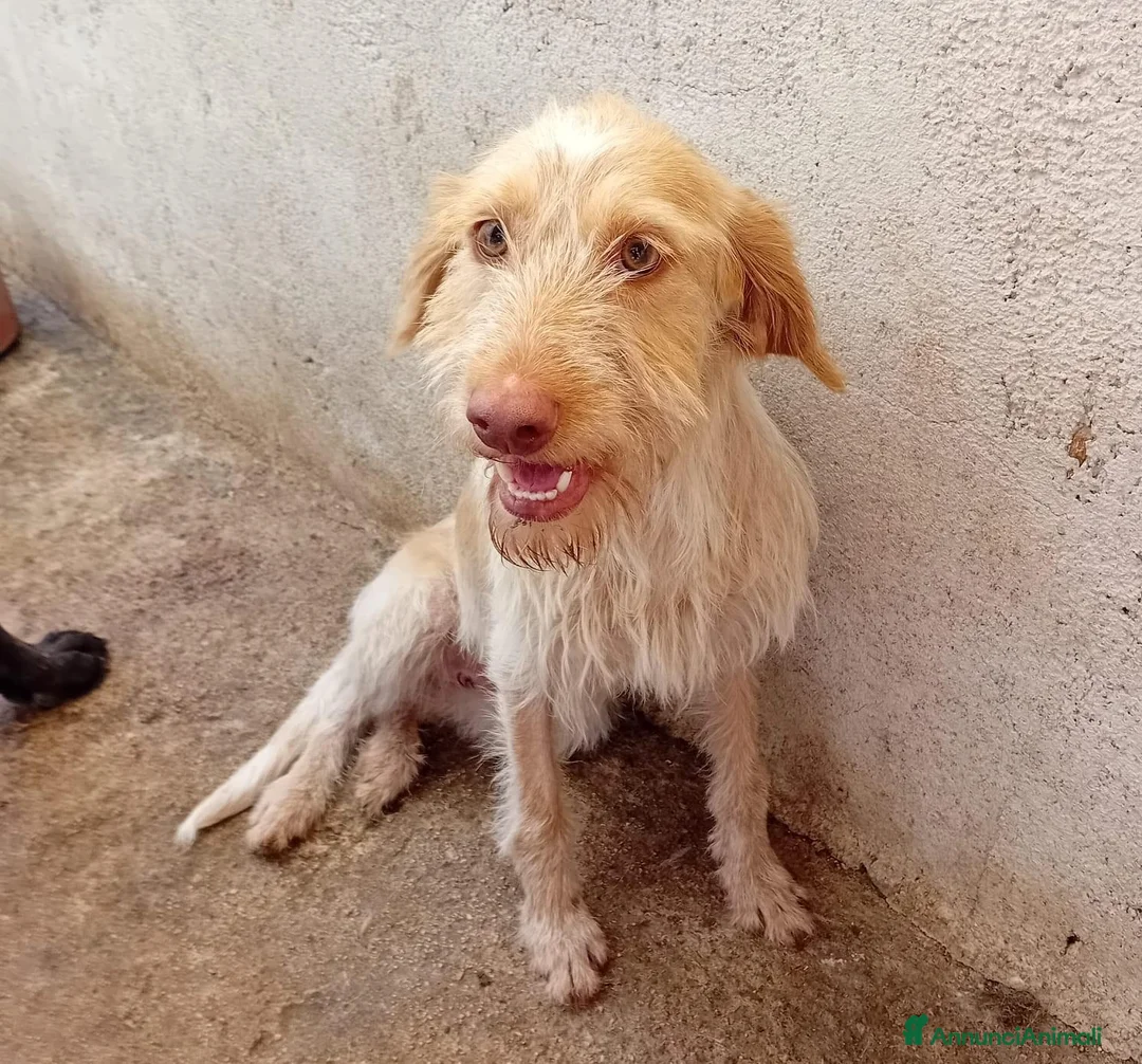 Meticcio cani in regalo: Lulù, 10 kg di dolcezza - Annuncio 1