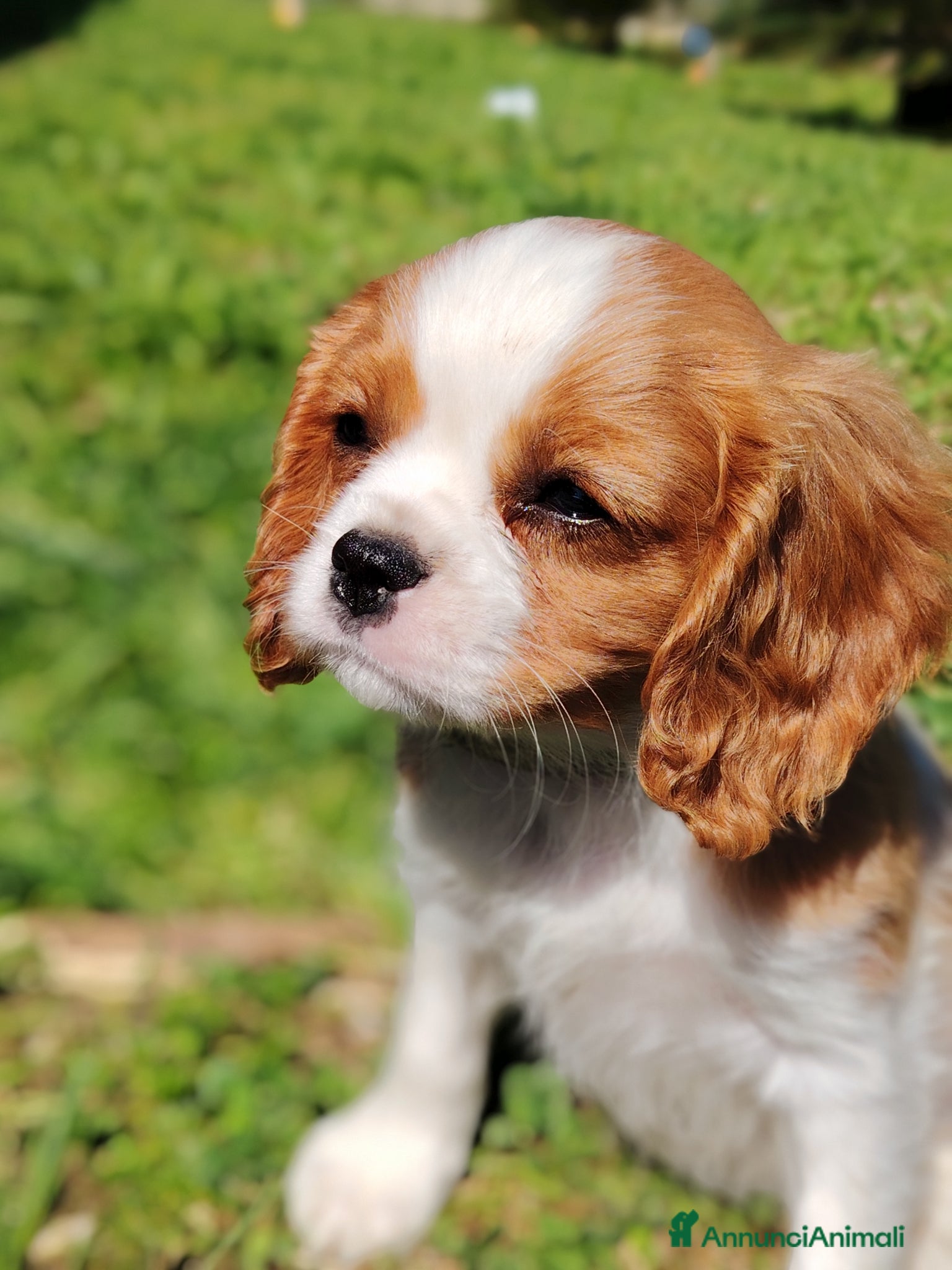 Cavalier King cani Cavalier King - Annuncio 1