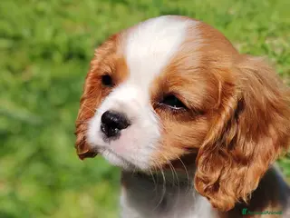 Cavalier King cani Cavalier King - Annuncio 1